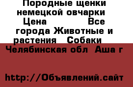 Породные щенки немецкой овчарки › Цена ­ 24 000 - Все города Животные и растения » Собаки   . Челябинская обл.,Аша г.